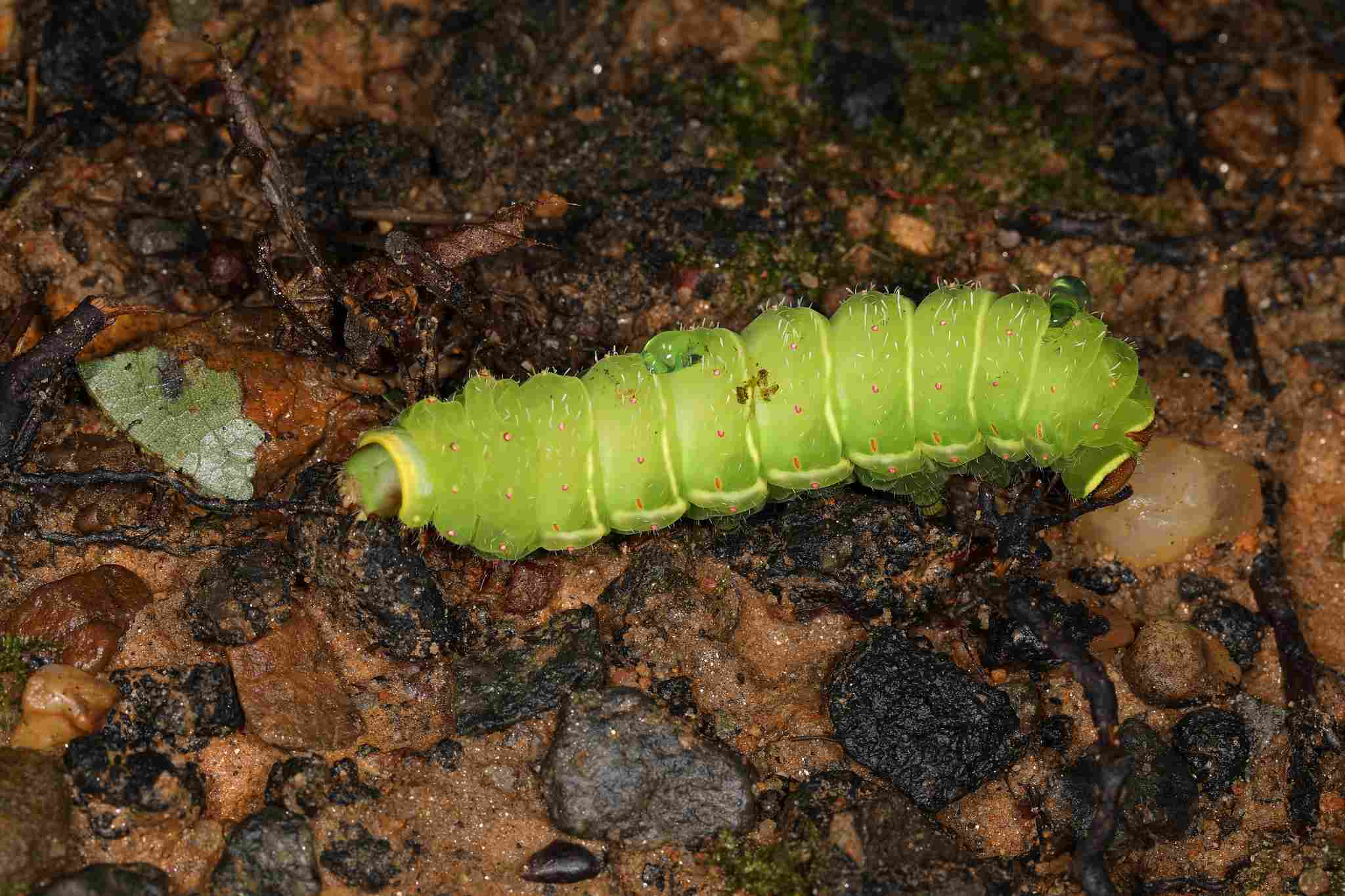 Is a Caterpillar a Consumer: Caterpillars Can Act as Detritivores and Scavengers (Credit: Judy Gallagher 2020 .CC BY 2.0.)