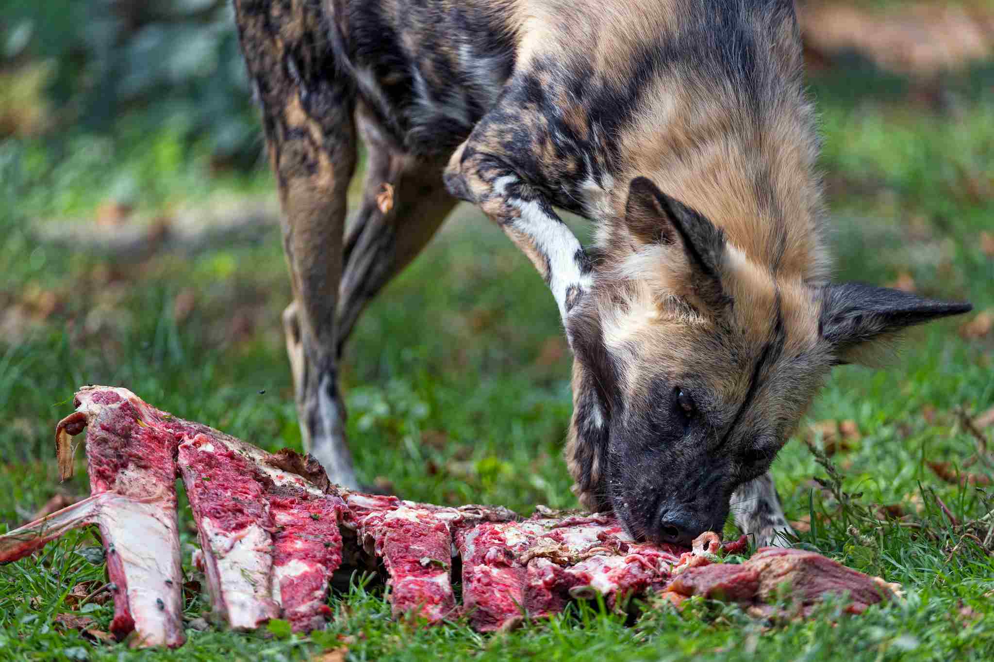 Is a Dog a Consumer: Some Relatives of the Domestic Dog, like African Wild Dogs, as Well as Feral Dogs, Have Carnivorous Characteristics (Credit: Tambako The Jaguar 2018, Uploaded Online 2019 .CC BY-ND 2.0.)