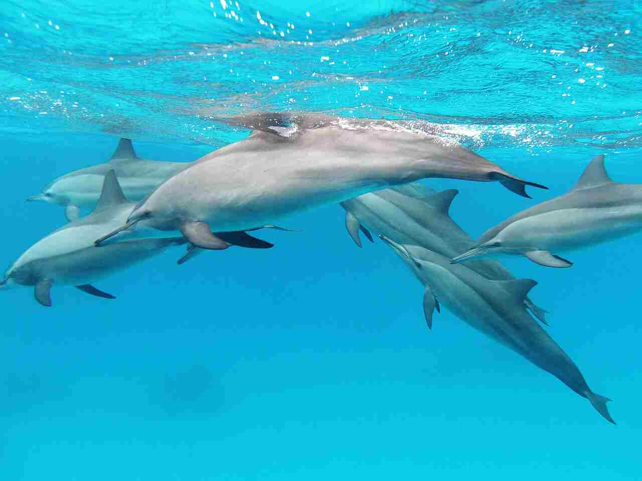 Is a Dolphin a Consumer: Like Other Types, Spinner Dolphins are Predatory and Carnivorous (Credit: Alexander Vasenin 2010 .CC BY-SA 3.0.)