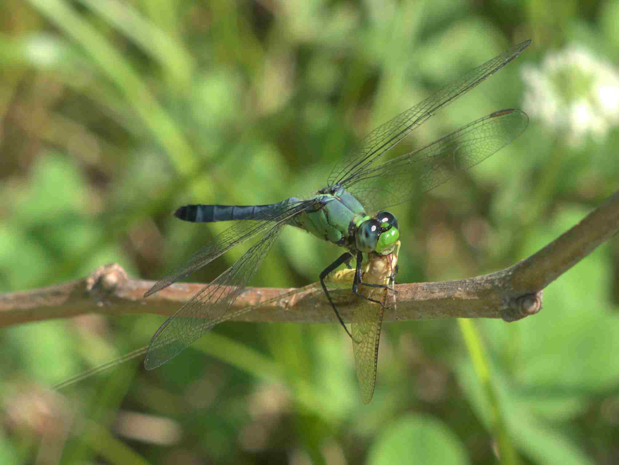 Is a Dragonfly a Consumer: Relative Size and Carnivorous Feeding Help Categorize Dragonflies as Secondary Consumers (Credit: Bob Webster 2011 .CC BY 2.0.)