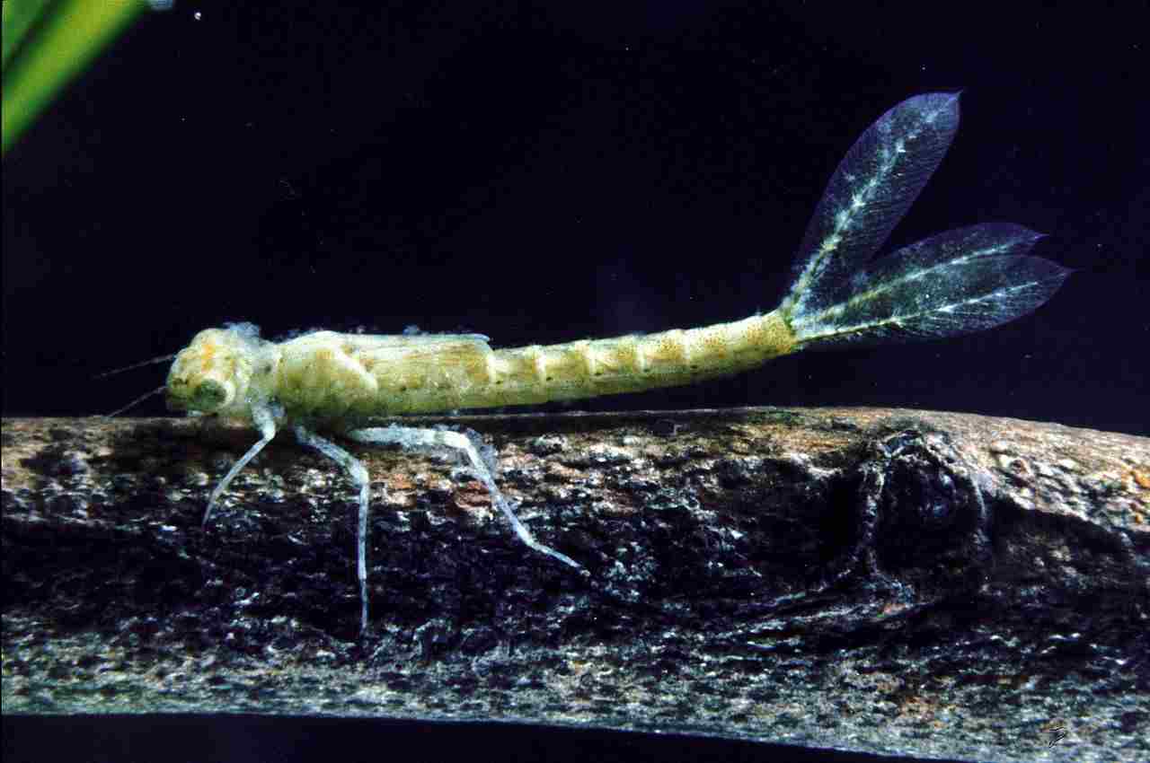 Is a Dragonfly a Consumer: Like the Adult Stage, Dragonfly Larvae are also Secondary Consumers and Carnivores (Credit: CSIRO 2002 .CC BY 3.0.)