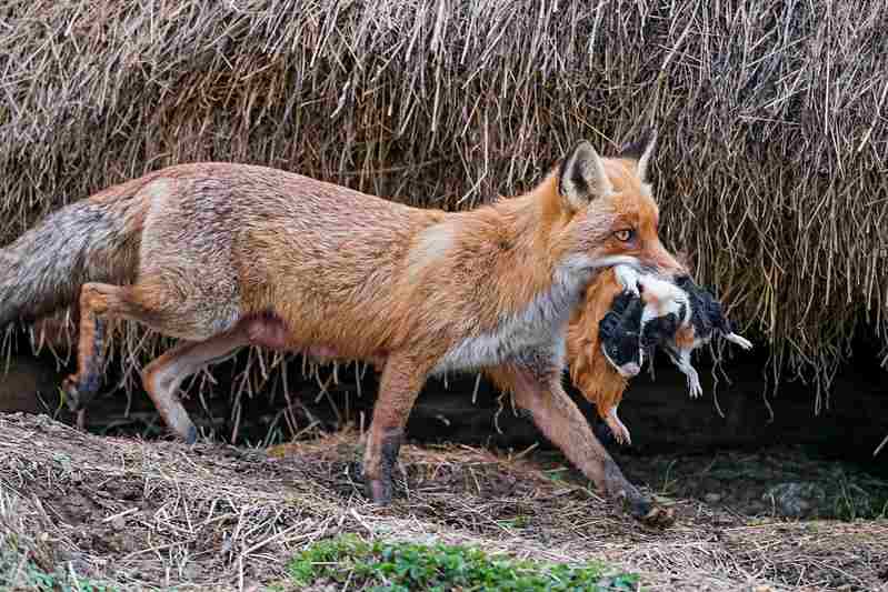 raccoon vs fox