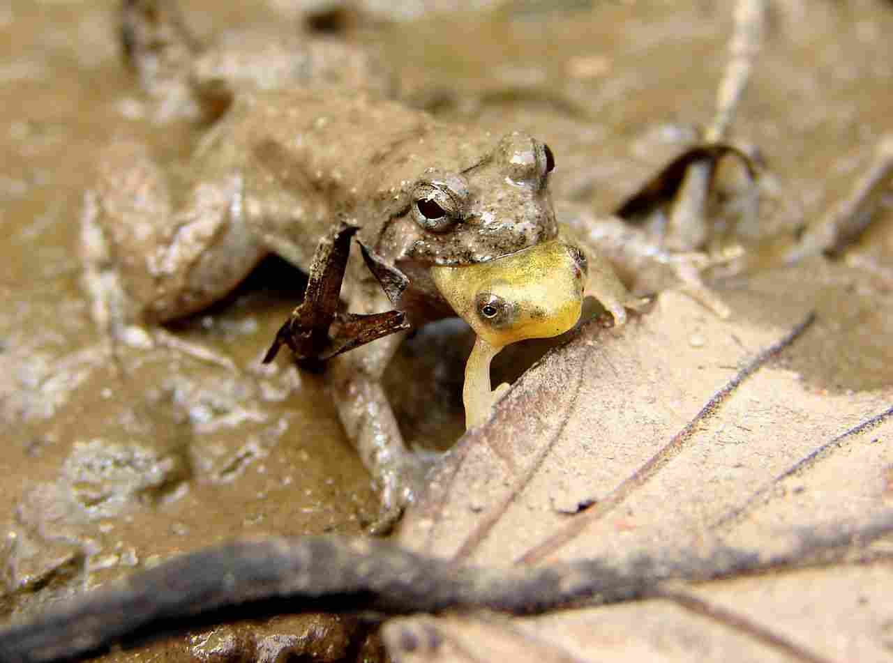 Is a Frog an Omnivore: Frogs are Considered Carnivores Because they are Predatory and Sometimes Cannibalistic (Credit: Uspn 2005 .CC BY-SA 3.0.)