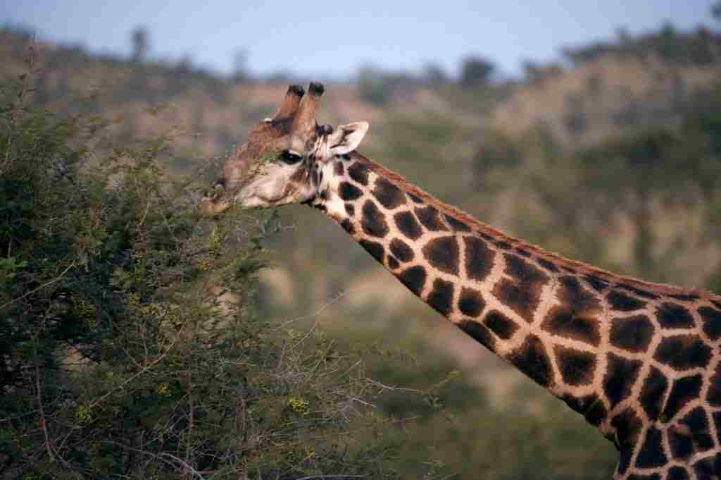 Is a Giraffe a Consumer: A Giraffe is a Herbivore Due to Its Exclusive Plant Diet (Credit: South African Tourism 2009 .CC BY 2.0.)