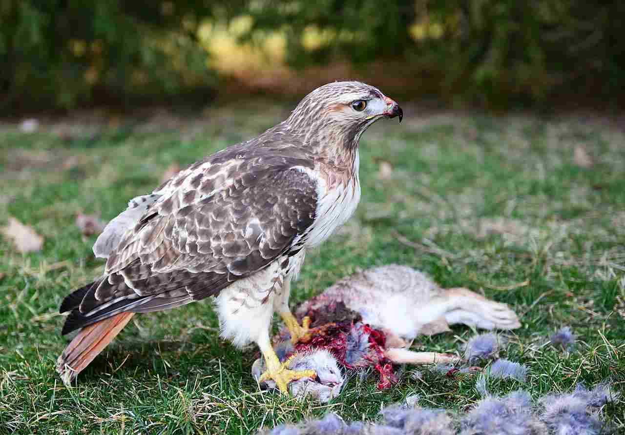 Is a Hawk a Carnivore: Primary Consumers like Herbivorous Rodents are a Major Part f Hawks' Diet (Credit: Taraxacum wikicomm 2019 .CC BY 4.0.)