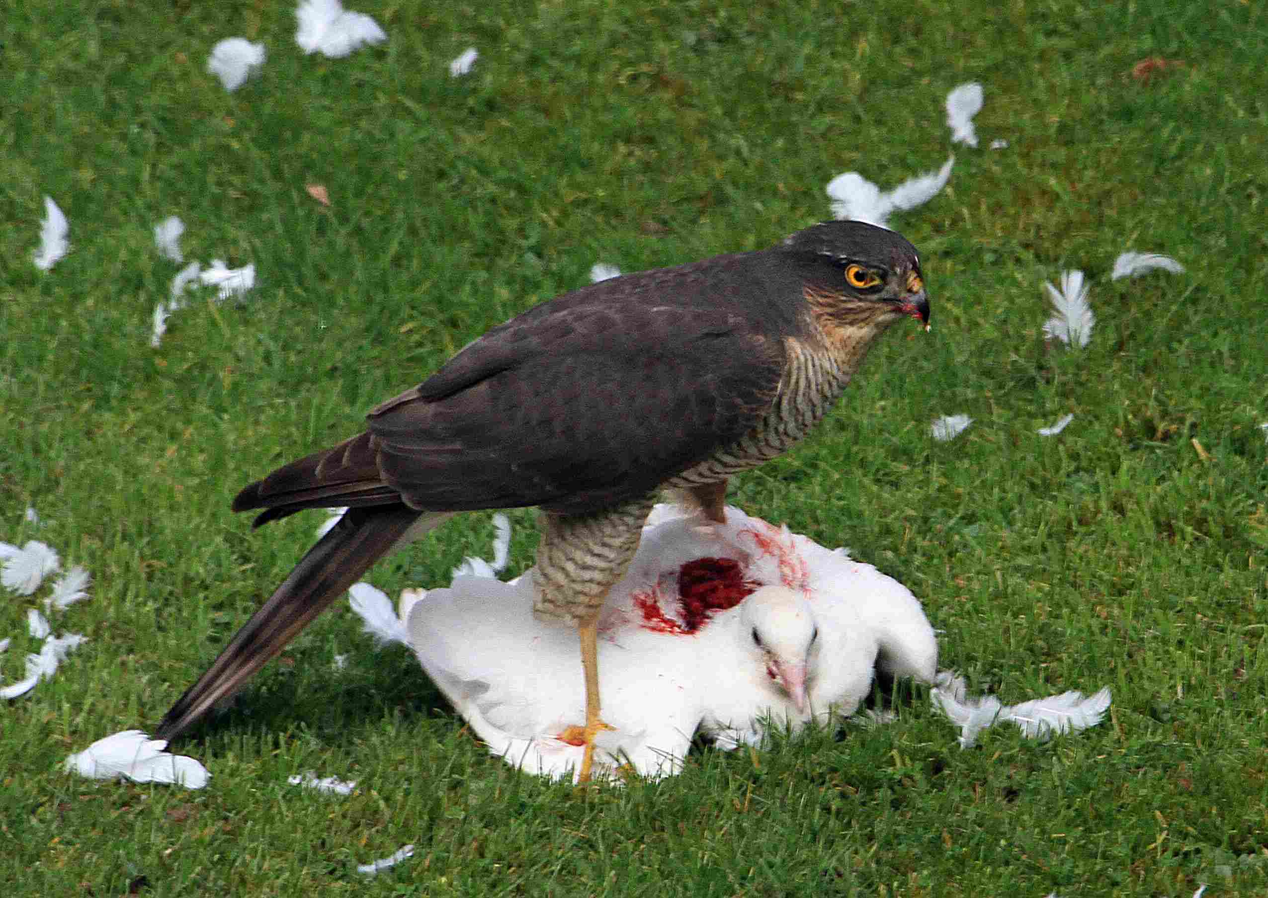 Is a Hawk a Carnivore: Hawks Prey on Smaller Birds like Pigeons and Sparrows (Credit: Rob Hodgkins 2017 .CC BY-SA 2.0.)