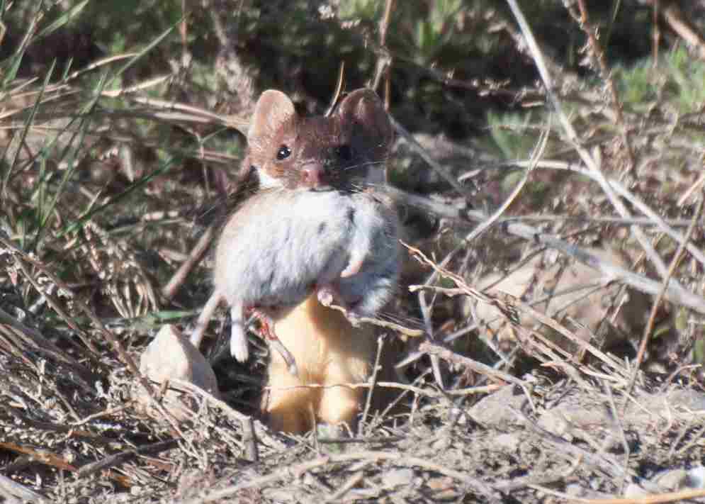 Is a Mouse a Herbivore: Mice Play a Dual Role as Both Predators and Prey in the Ecosystem (Credit: USFWS Mountain-Prairie 2015, Uploaded Online 2016 .CC BY 2.0.)