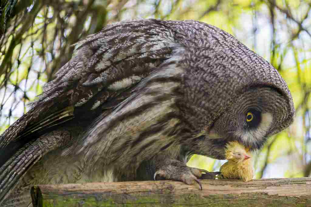 Is an Owl a Consumer: Owls Have No Chlorophyll Pigments and Cannot Function as Producers (Credit: Tambako The Jaguar 2013 .CC BY-ND 2.0.)