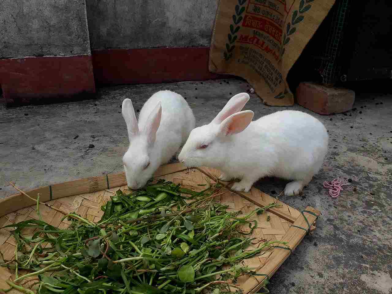 Is a Rabbit a Herbivore, Carnivore or Omnivore: Rabbit Diet is Comprised Mostly/Exclusively of Plant Matter (Credit: Pinakpani 2020 .CC BY-SA 4.0.)