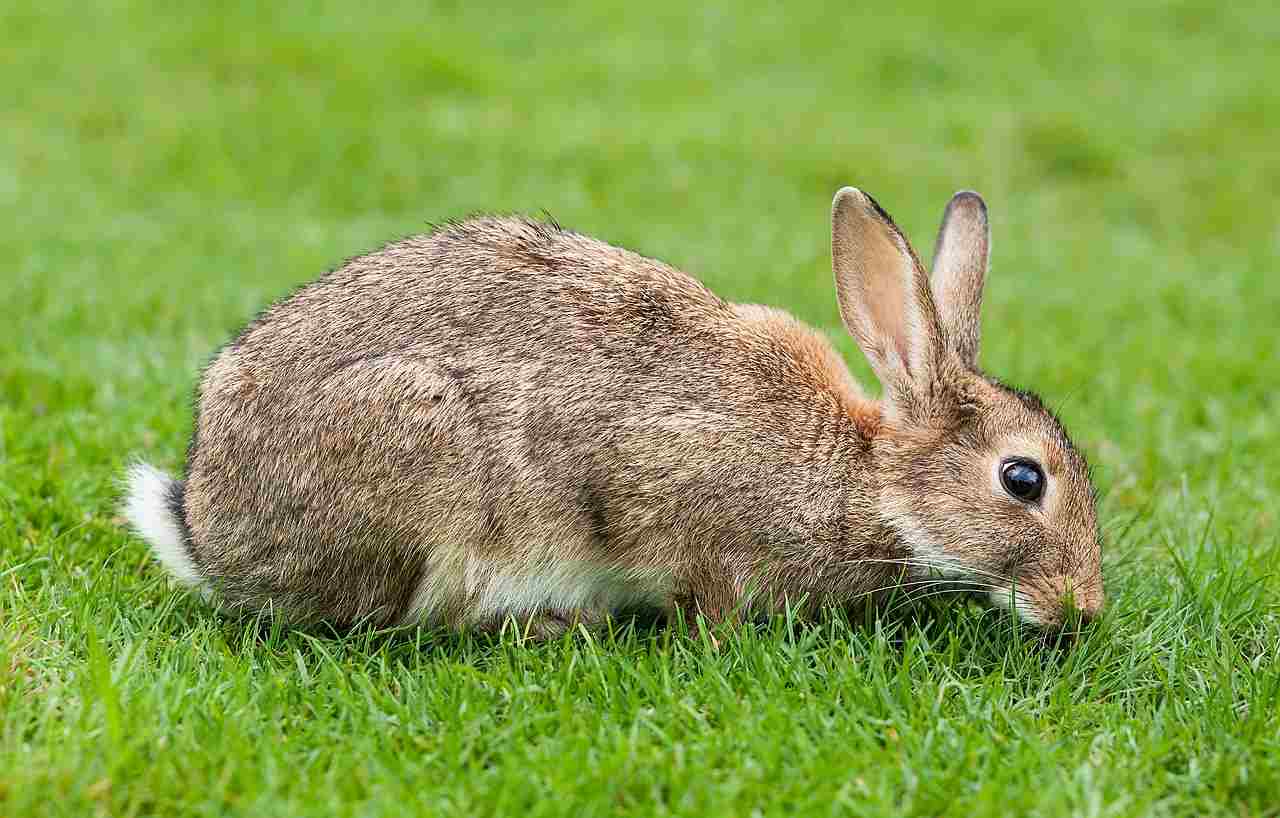 Is a Rabbit a Herbivore, Carnivore or Omnivore: Fresh Vegetable Matter is the Ideal Food Source for Both Domestic an Wild Rabbits (Credit: Diliff 2011 .CC BY-SA 3.0.)