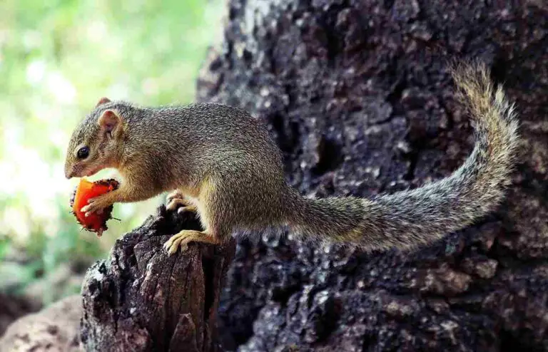 Is a Squirrel a Consumer? Unraveling the Trophic Position of Squirrels