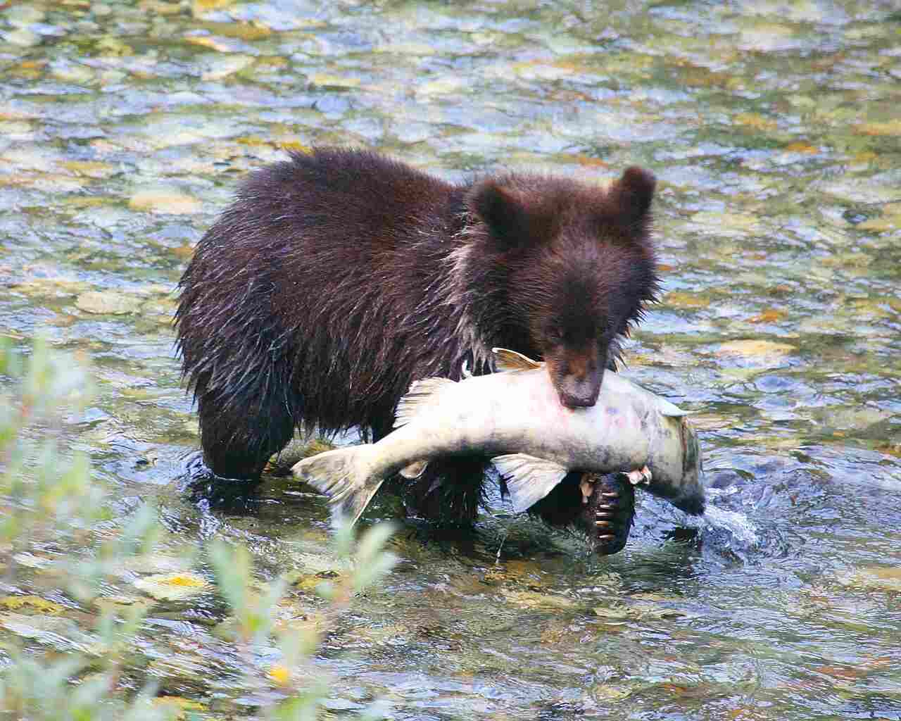 Is a Bear a Consumer: Bears Must Feed on Other Organisms or Food Materials to Survive (Credit: Jitze Couperus 2010 .CC BY 2.0.)