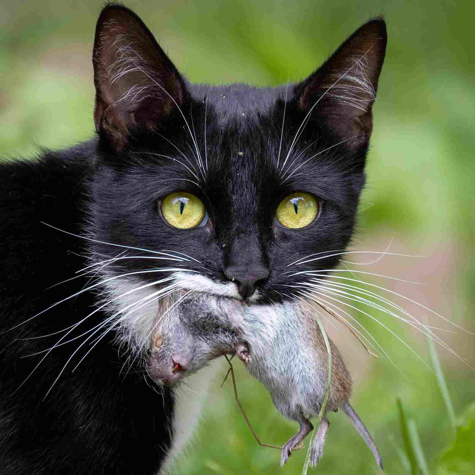 Is a Cat a Consumer: Due to Predatory and Carnivorous Habits, Cats are Classified as Secondary Consumers (Credit: Stig Nygaard 2021 .CC BY 2.0.)