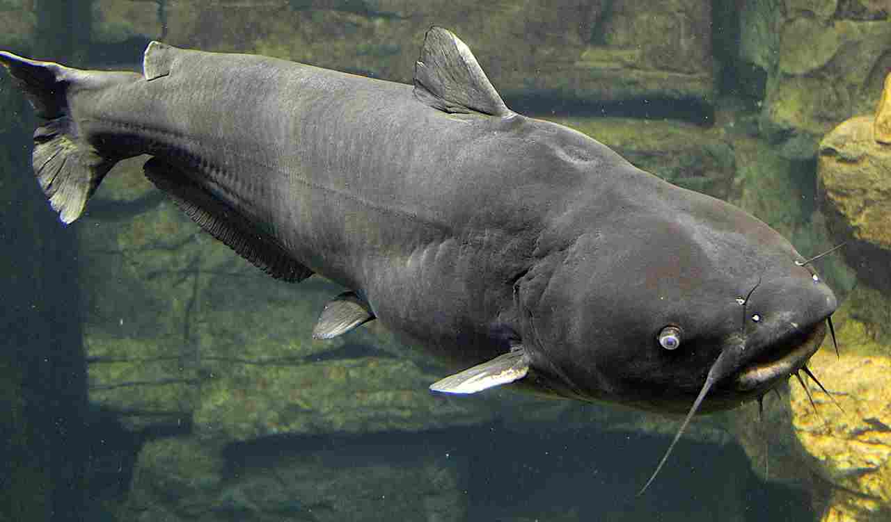 Is a Catfish a Consumer: Although a Scavenger, Catfish Does Not Contribute Directly To Biodegradation (Credit: Thomsonmg2000 2023 .CC0 1.0.)
