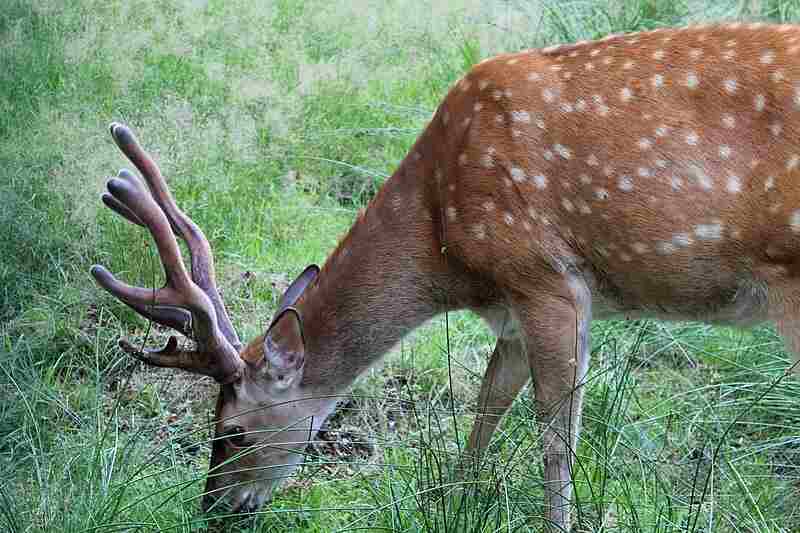 Is a Deer a Consumer: Producers Serve as Food for Deer (Credit: MariFka 2021 .CC BY 4.0.)