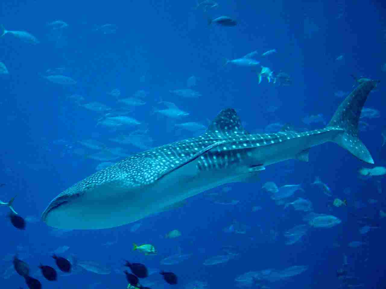 Is a Fish a Consumer: Large Fish like whale Sharks can be Classified as Quaternary Consumers (Credit: istolethetv 2009 .CC BY 2.0.)