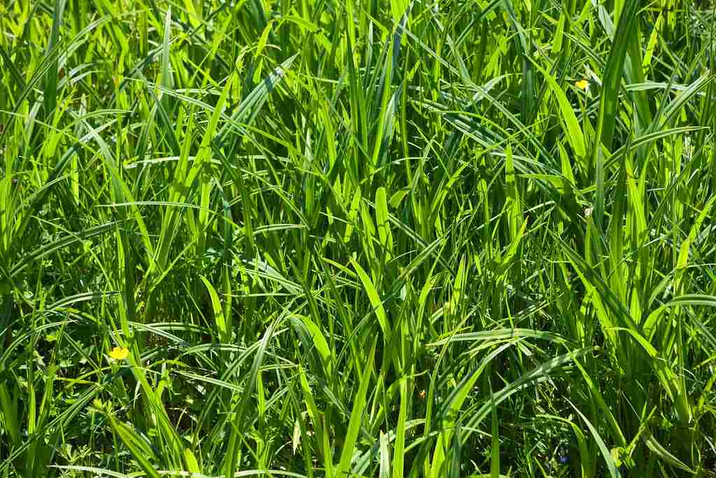 Is a Grass a Producer: Possession of Chlorophyll is an Autotrophic Characteristic of Grasses (Credit: Old Photo Profile 2009, Uploaded Online 2010 .CC BY 2.0.)
