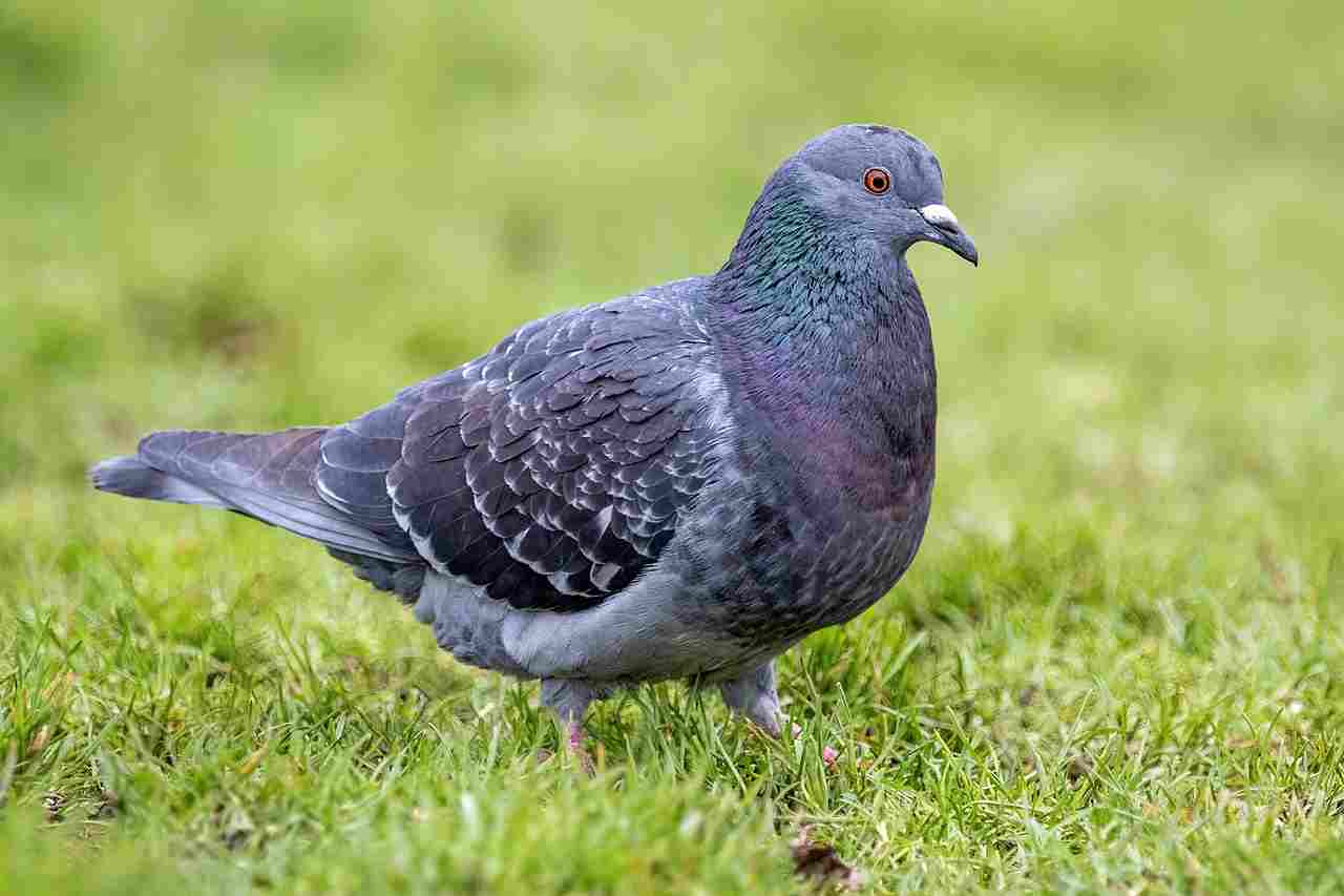 Is a Pigeon a Consumer: Pigeons are Not Producers, But Rather Have Higher Biological Complexity Than Producers (Credit: Alexis Lours 2022 .CC BY 4.0.)