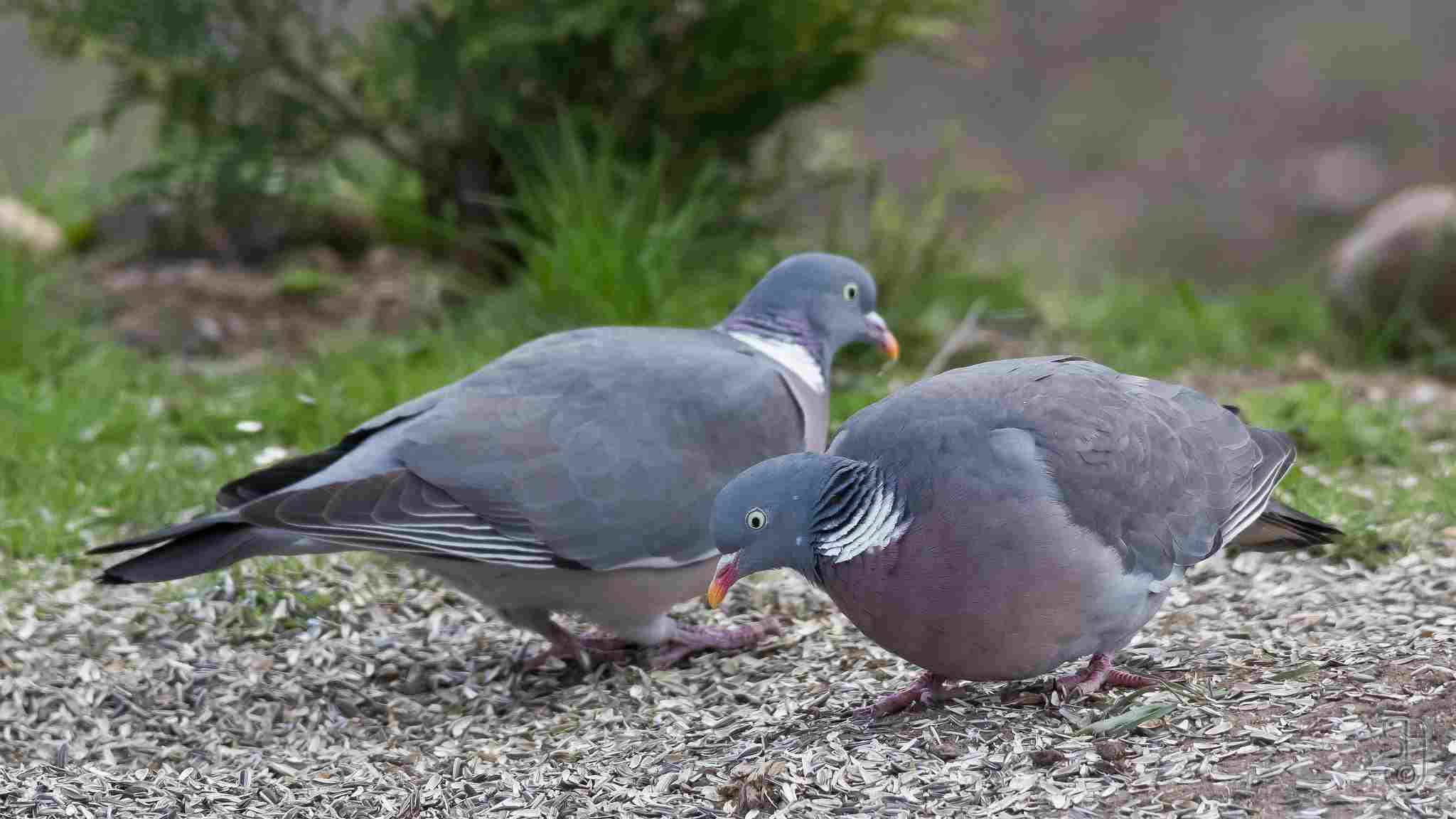 Is a Pigeon a Consumer: What Pigeons Eat Includes Grains, Seeds, Vegetables, Berries, and Insects (Credit: Stein Arne Jensen 2012)