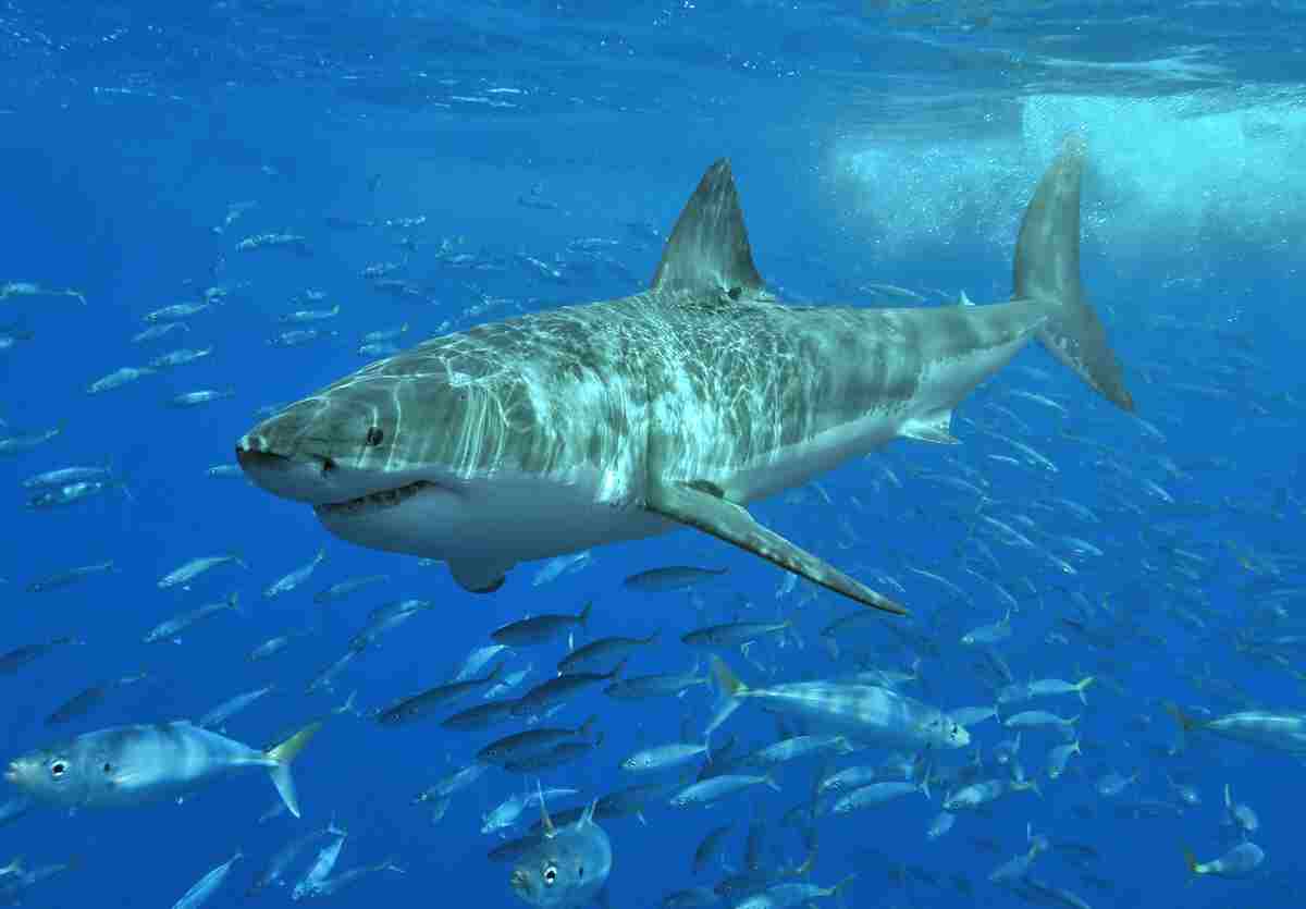 Is a Shark a Consumer: Sharks Have No Natural Predators in Their Habitat (Credit: Pterantula 2006 .CC BY-SA 3.0.)