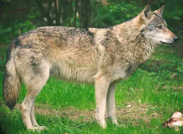 Is a Wolf a Consumer? The Consumer Status and Role of Wolves Discussed
