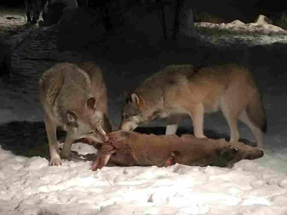 Is a Wolf a Consumer: Typically, Wolves Feed on Other Animal in Lower Trophic Levels (Credit: Zipster969 2016 .CC BY-SA 3.0.)