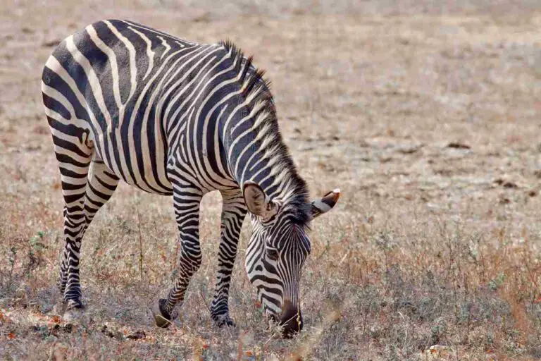 Is a Zebra a Primary Consumer? Clarifying the Ecologic Position of Zebras