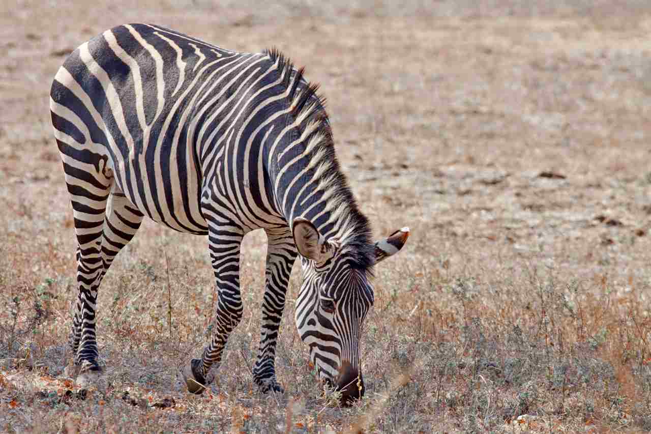Is a Zebra a Primary Consumer: As Herbivores, Zebras Eat Mostly Plant Matter (Credit: Prabir K Bhattacharyya 2011 .CC BY-SA 3.0.)