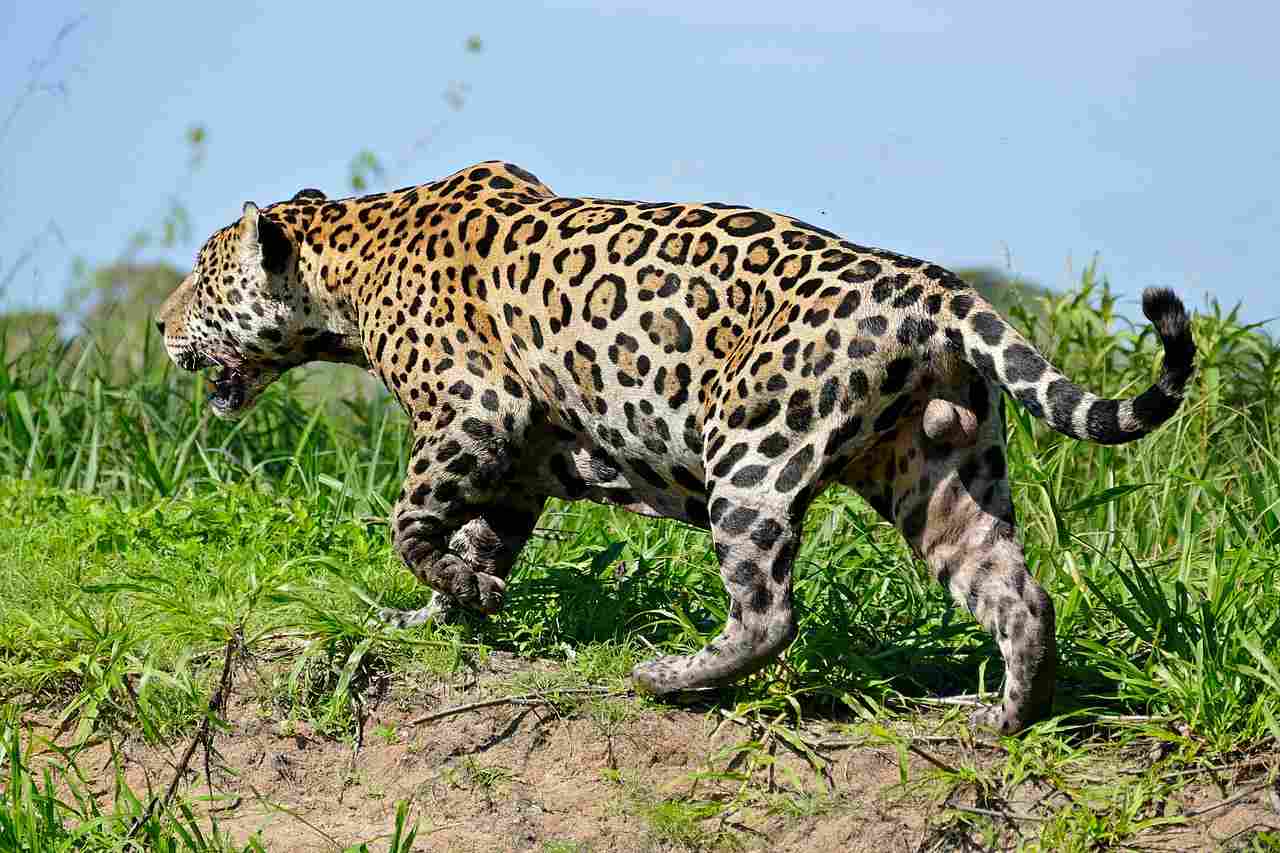 Jaguar Vs Cheetah: Jaguars are Stronger Than Cheetahs Mainly Due to Their Superior Size and Weight (Credit: Bernard DUPONT 2016 .CC BY-SA 2.0.)