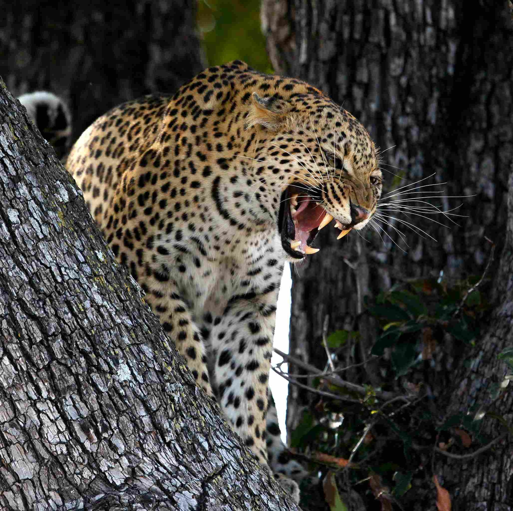 Jaguar Vs Leopard: Generally, Jaguars are More Formidable Predators Than Leopards (Credit: Steve Jurvetson 2011 .CC BY 2.0.)