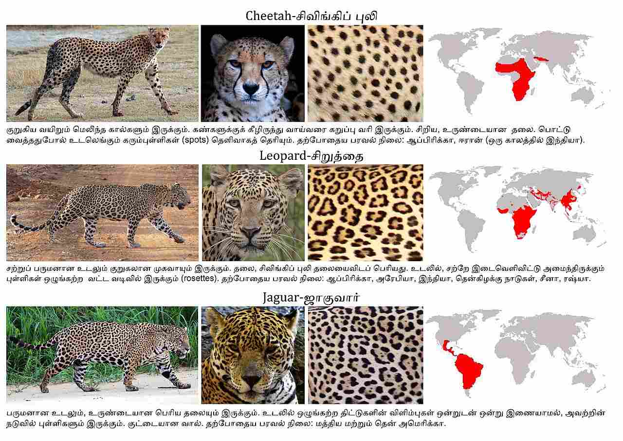 Jaguar Vs Cheetah Vs Leopard: Taxonomy and Appearance, as well as Habitat, Can be Used to Distinguish Between Jaguars, Leopards, and Cheetahs (Credit: PJeganathan 2022 .CC BY-SA 4.0.)
