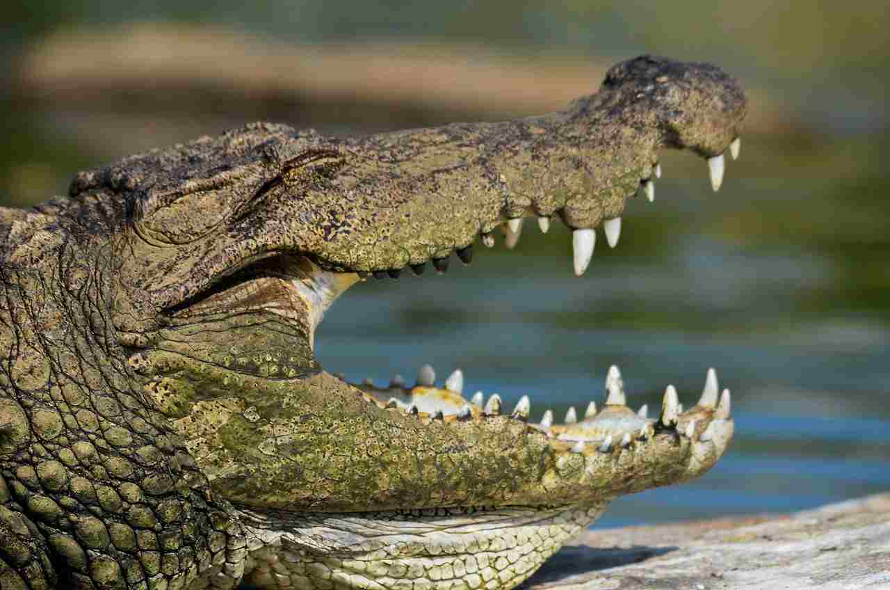 Jaguar Vs Crocodile: A Crocodile's Bite Force Makes it Formidable Against a Jaguar (Credit: Dushybushy 2014 .CC BY-SA 4.0.)