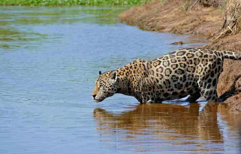 Jaguar Vs Crocodile Size, Weight, Ecological Comparison