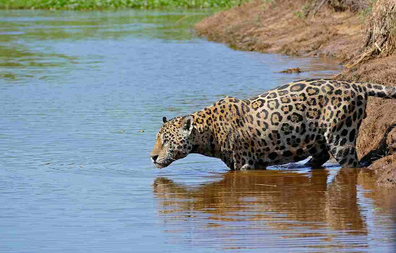 Jaguar Vs Crocodile: Significant Taxonomic Disparity Exists Between Jaguars and Crocodiles (Credit: Bernard DUPONT 2016 .CC BY-SA 2.0.)