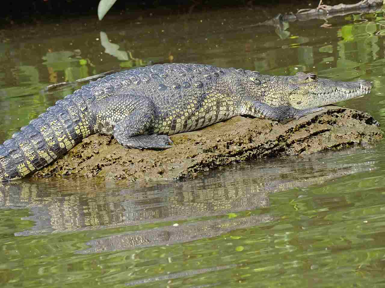 Jaguar Vs Crocodile: Habitats for Crocodiles are Generally Aquatic (Credit: Adam Jones 2014 .CC BY-SA 2.0.)