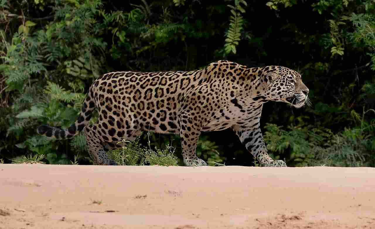 Jaguar Vs Leopard: Size, Weight, and Muscular Endurance Make Jaguars Stronger Than Leopards (Credit: Wolves201 2015 .CC BY-SA 4.0.)