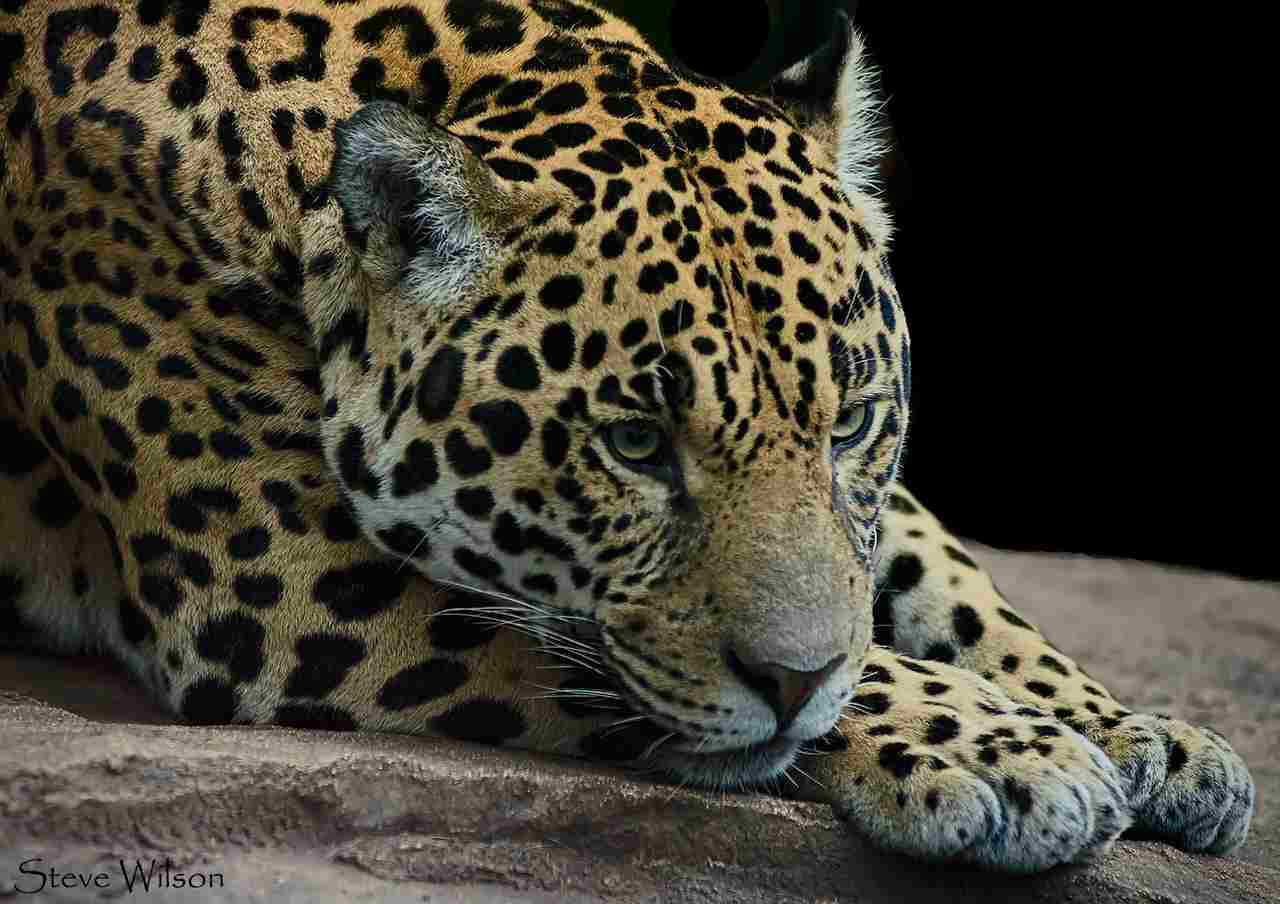 Jaguar Vs Lion: Coat Patterns Create Distinction Between The Appearance of a Jaguar and a Lion (Credit: Steve Wilson 2015 .CC BY 2.0.)