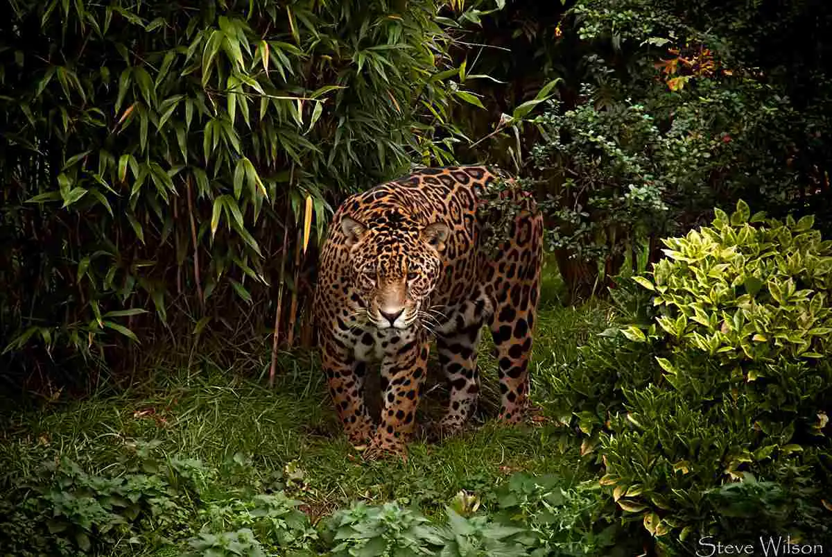 Jaguar Vs Lion: The Conservation of Wild Jaguars is Crucial for Their Survival (Credit: Steve Wilson 2010, Uploaded Online 2014 .CC BY 2.0.)
