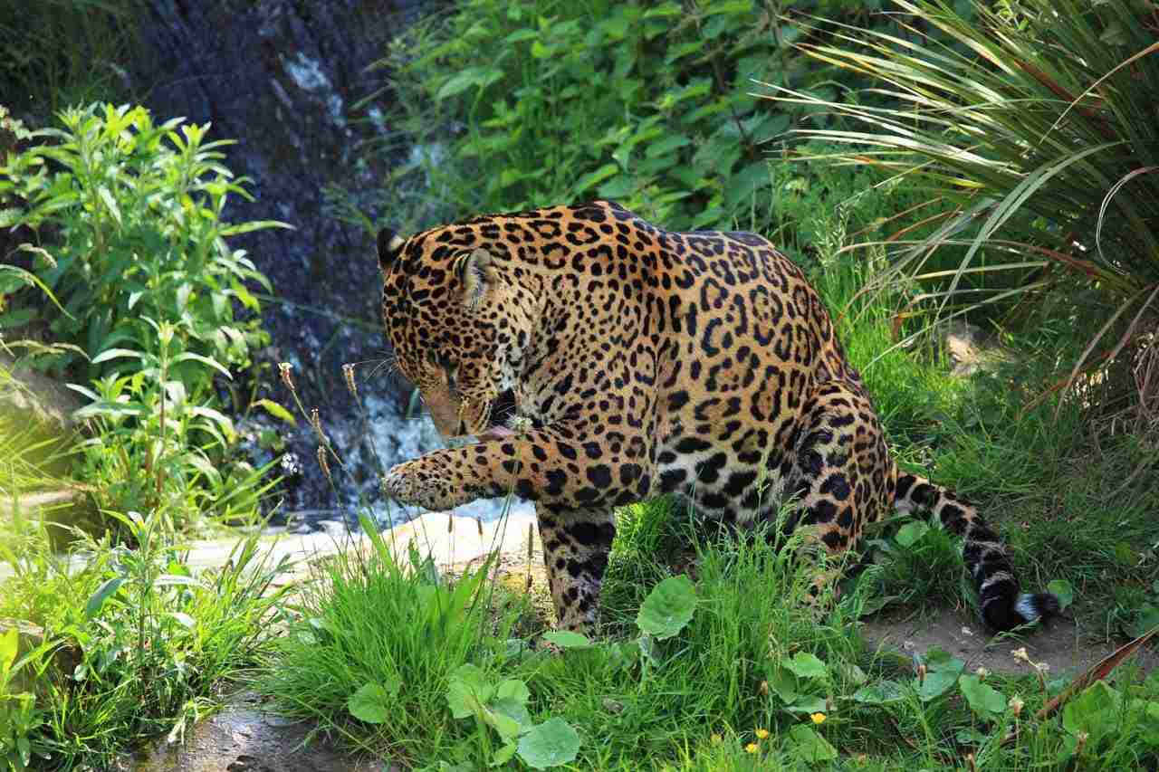 Jaguar Vs Mountain Lion: Rainforests in South America are Home to Wild Jaguars (Credit: Petr Kratochvil 2011 .CC0 1.0.)