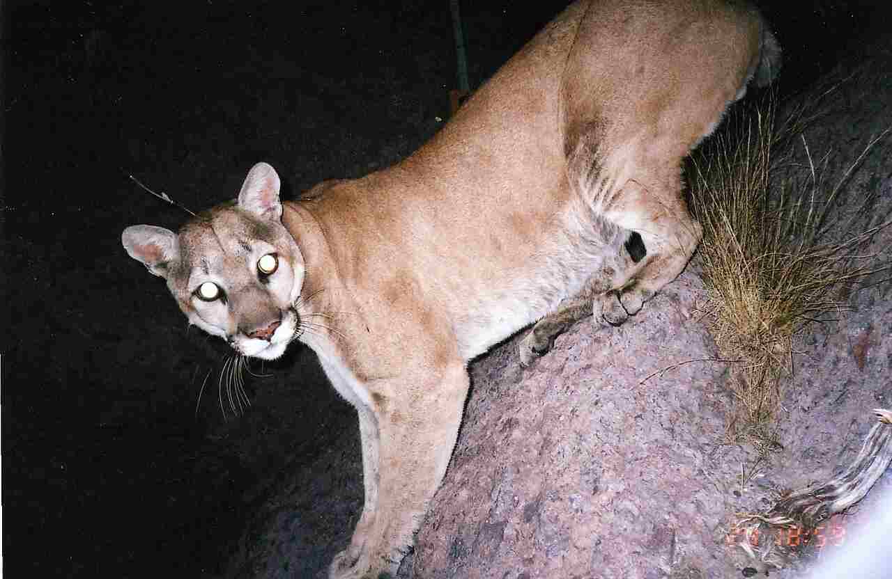 Jaguar Vs Mountain Lion: Environmental Degradation by Humans is an Ecological Problem Facing the Mountain Lion Population (Credit: U.S. Fish and Wildlife Service Headquarters 2017 .CC BY 2.0.)