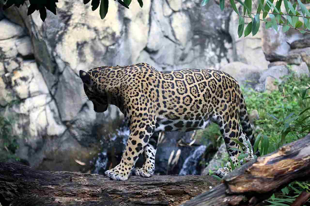 Jaguar Vs Panther: The Habitats of Jaguars and Panthers/Cougars Rarely Overlap (Credit: cuatrok77 2013 .CC BY-SA 2.0.)