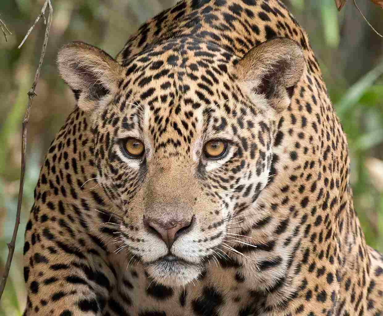 Jaguar Vs Tiger: The Taxonomy of Jaguars Differentiates Them from Tigers (Credit: Charles J. Sharp 2015 .CC BY-SA 4.0.)