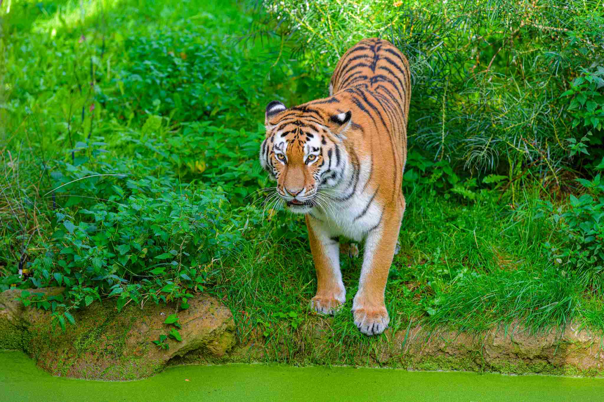 Jaguar Vs Tiger: Tropical Forested Terrains are Conducive for Tigers (Credit: Mathias Appel 2023 .CC0 1.0.)