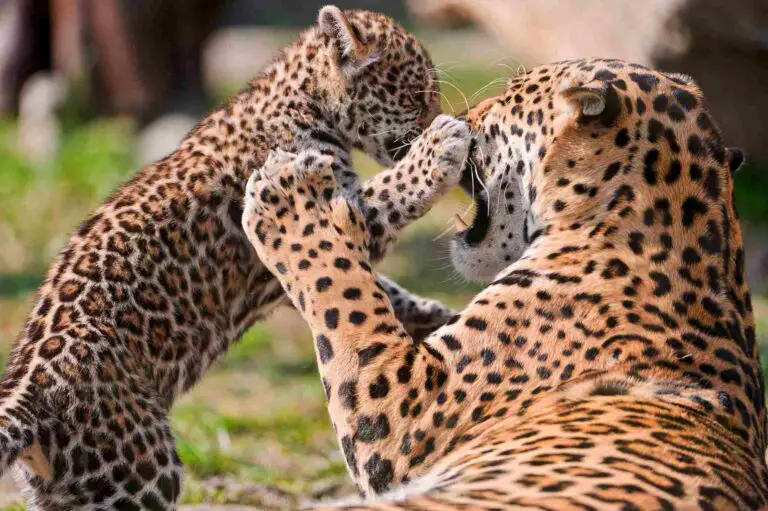 Jaguar Vs Tiger Size, Weight, Ecological Comparison