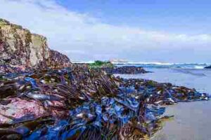 Kelp Forest Abiotic Factors: Kelp Forests are Unique for Thriving on Rocky Reefs (Credit: Oregon Marine Reserves 2019 .CC BY 2.0.)