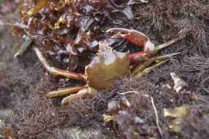 Kelp Forest Biotic Factors: The Kelp Crab is an Example of a Marine Herbivore (Credit: Jerry Kirkhart 2007 .CC BY 2.0