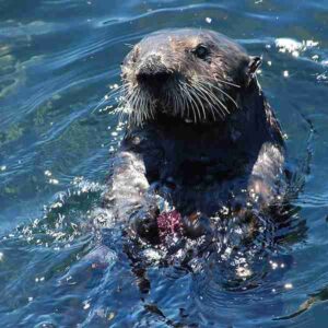Kelp Forest Biotic Factors: Sea Otters Feed on Sea Urchins, which are Heavy Kelp-Grazers (Credit: matt knoth 2007 .CC BY 2.0.)