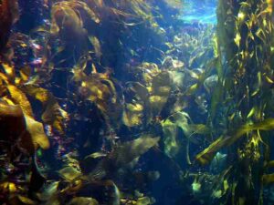 Kelp Forest Biotic Factors: Kelps often Compete for Suitable Attachment Space (Credit: FASTILY 2003 .CC BY-SA 3.0.)