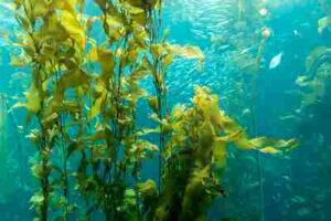 Kelp Forest Food Chain: Giant Kelp is One of Several Primary Producers in Kelp Forests (Credit: Linking Tourism & Conservation 2018 .CC BY 2.0.)