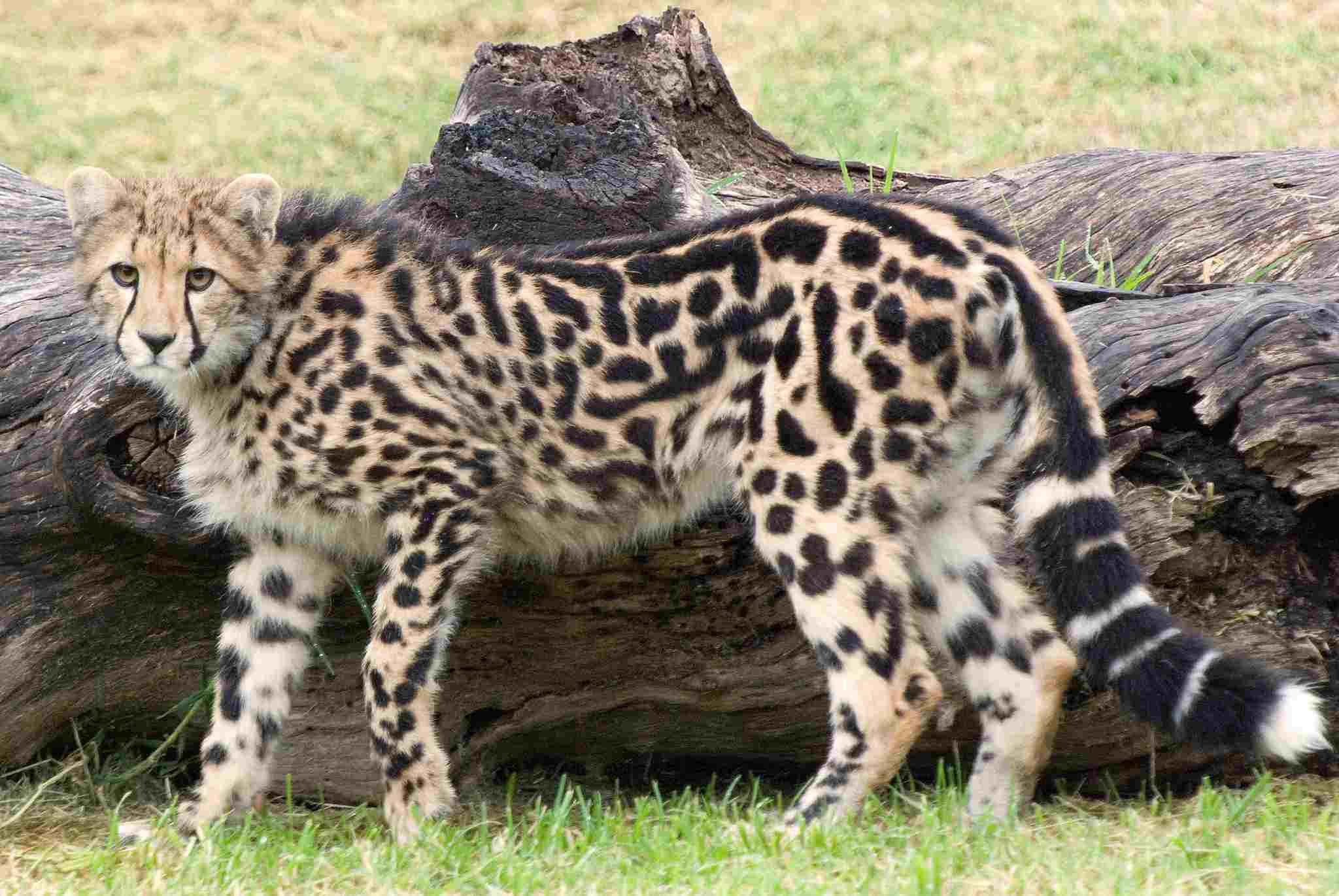 King Cheetah Vs Cheetah: Grasslands are Home to Both King and Normal Cheetahs (Credit: Brad 2010 .CC BY-ND 2.0.)
